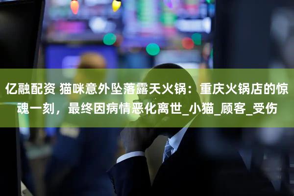 亿融配资 猫咪意外坠落露天火锅：重庆火锅店的惊魂一刻，最终因病情恶化离世_小猫_顾客_受伤