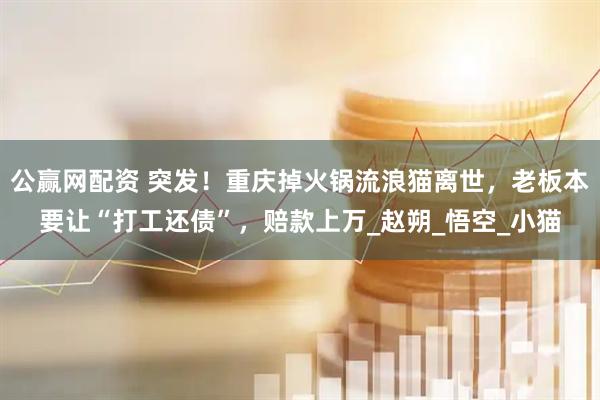 公赢网配资 突发！重庆掉火锅流浪猫离世，老板本要让“打工还债”，赔款上万_赵朔_悟空_小猫
